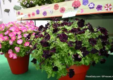Top-tunia is the own brand of Padana. It comes from own breeding and they have three types, the regular types with regular colors, the trialing varieties and the Special colors. Dark Velvet is new. On the left side is Neon Morn. These varieties are compact but exceed in a larger pot. In this 35 cm pot for example, only 3 plants are used, explains Caccia.